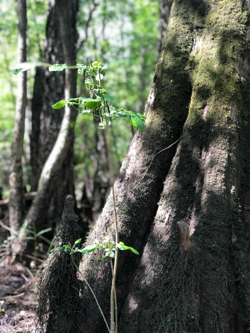 A North Carolina Swamp Unveils An Ancient Forest And Clues To Our