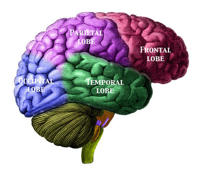 The Mysterious Relationship Between Brain And Body | WUNC