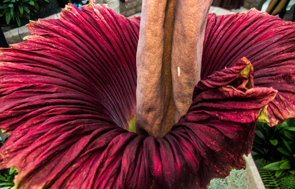 PHOTOS: Corpse Flower Blooms With A Big Stink At NC State | WUNC