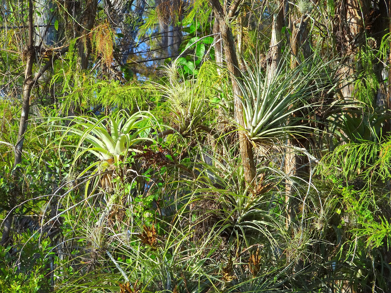 Rare Orchids, Bromeliads Returned to Everglades National Park | WUSF News