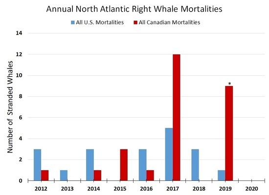 Climate Change Is Contributing To Right Whale Deaths | WUSF News