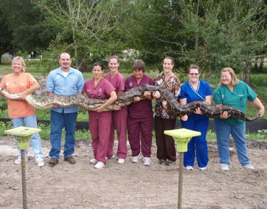 Florida Wont Repeat Public Python Hunt Next Year Wusf News 8882