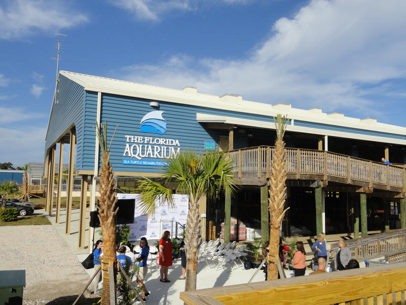 Florida Aquarium Sea Turtle Rehab Center Opens In Apollo Beach | WUSF News