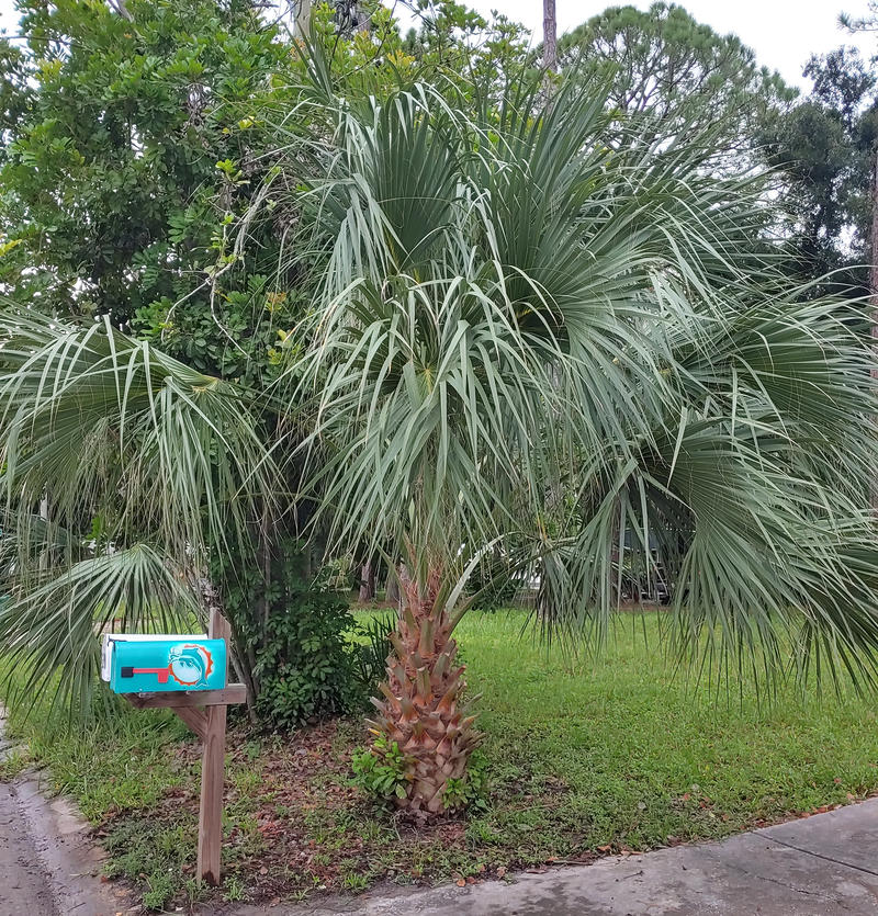 Florida's Iconic Palm Trees Threatened By Invasive Disease WUSF News