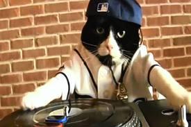 Tampa Bay Rays DJ Kitty At The Top Of Sports Mascots Heap | WUSF News