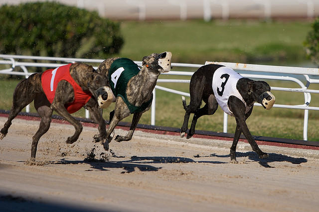 tomorrow's dog racing