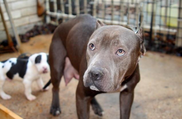 Pit Bulls Seized From Apparent Fight Training Facility | WUSF News