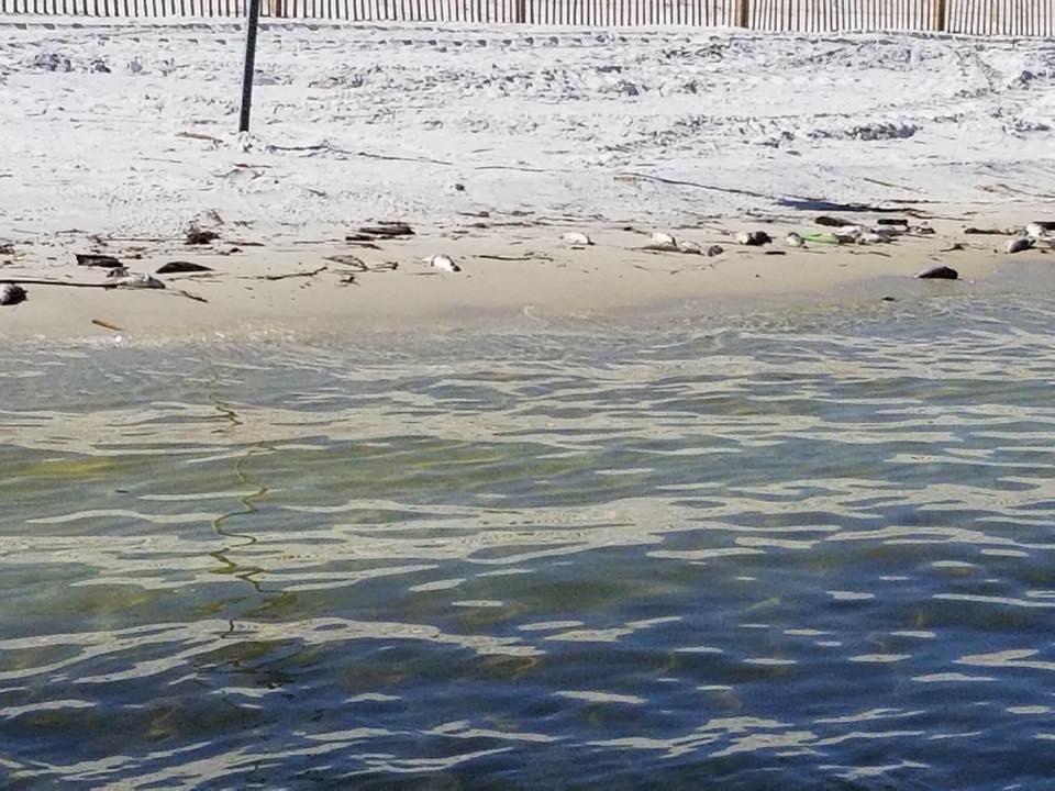 Red Tide Continues in Northwest Florida WUWF