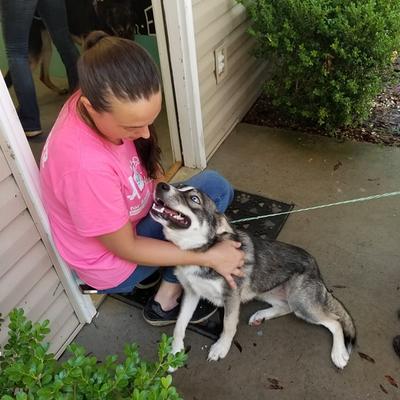 puppy vaccinations and microchipping cost