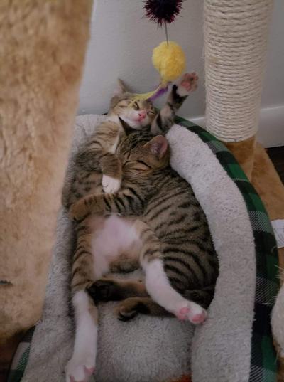 short term animal fostering