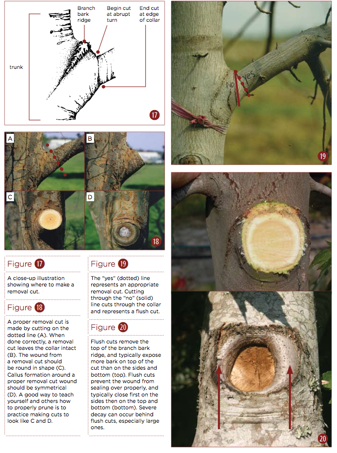Correct Pruning Yields More Fruit A Healthier Tree Wuwf
