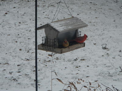 Alderman Clean Bird Feeders Would Reduce Visits From Rodents Wuwm