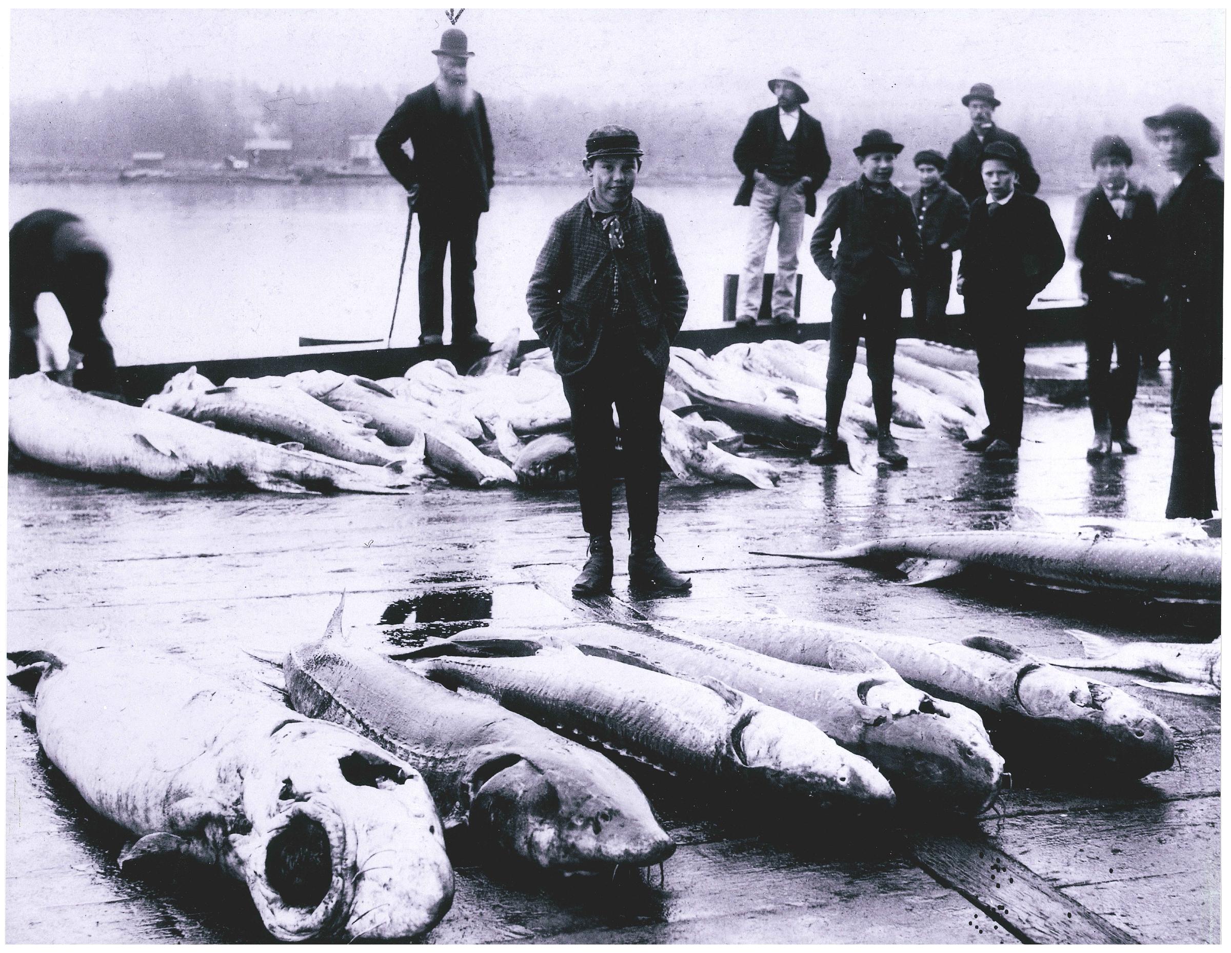 VIDEO Ready Your Spears Wisconsin's Sturgeon Season Is About to