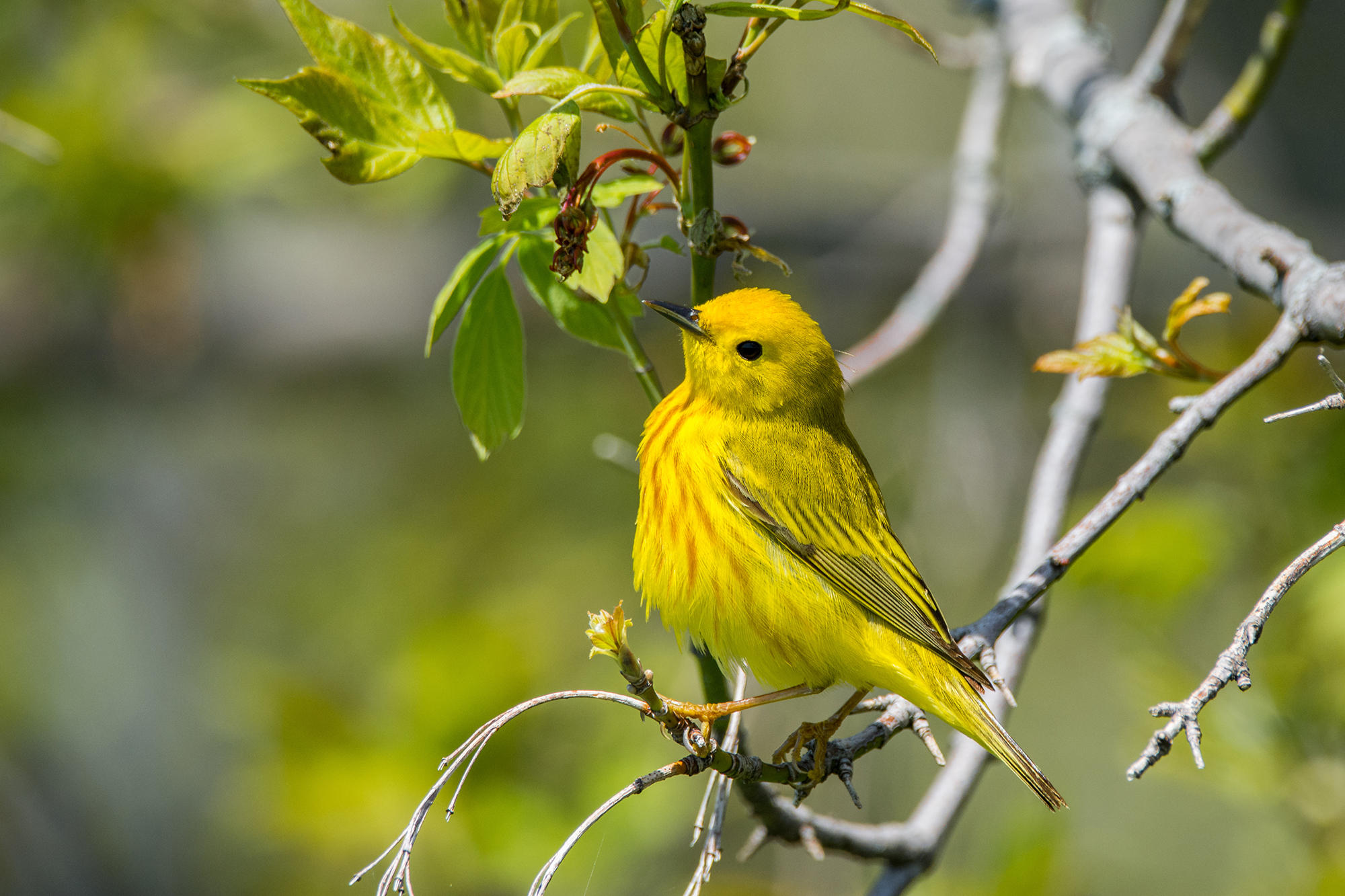 Scientists Are Observing Changes In Birds Migrating In Wisconsin WUWM