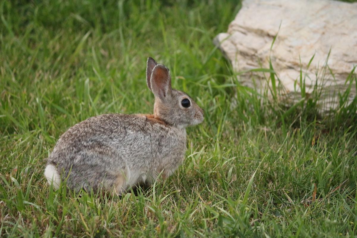 Rabbit Fever Detected In Some Middlebury Rabbits WVPE