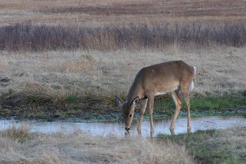 Indiana State Park Closures Set For 4 Days Of Deer Hunts WVPE