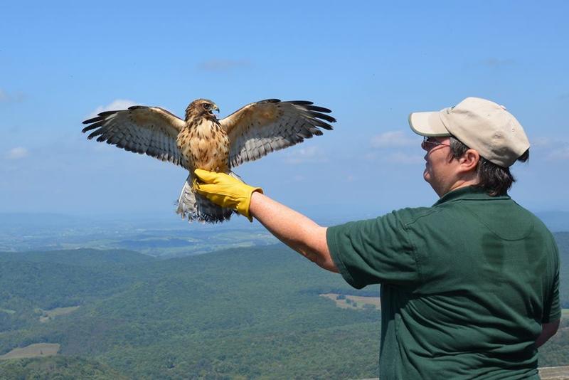 Bald Eagles and Hawks Have Love Stories Too West Virginia Public