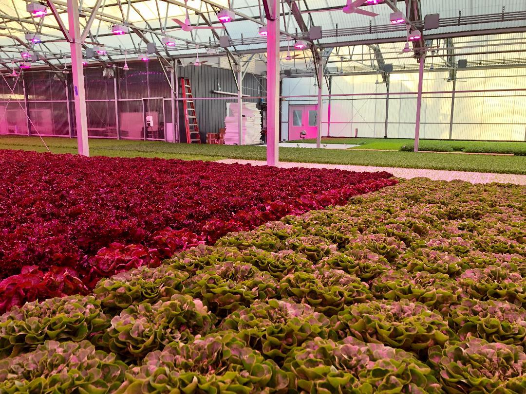 Why Virginia Is Growing More Food in Greenhouses WVTF