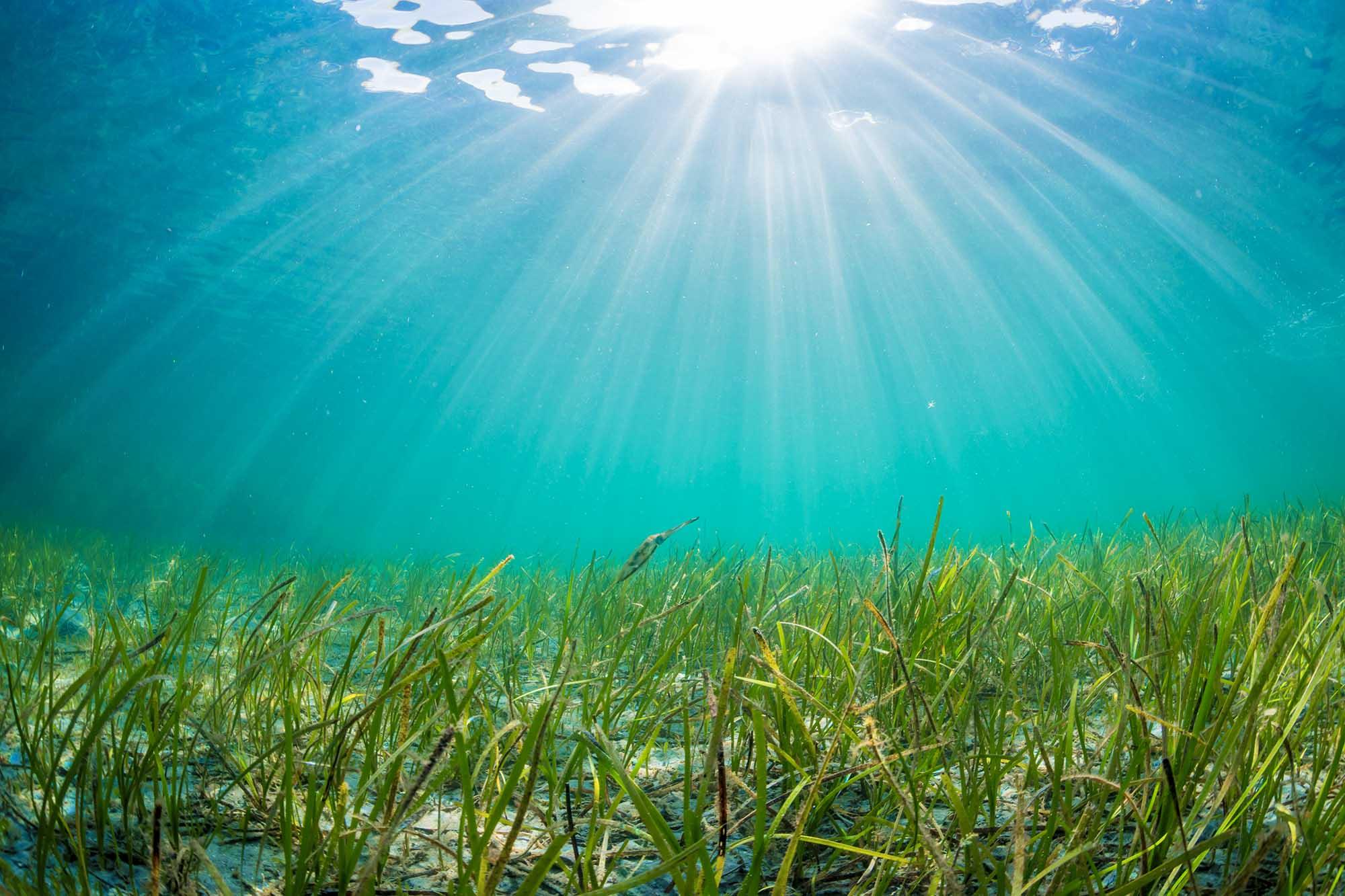 Seagrass Meadows Restored Off Eastern Shore | WVTF