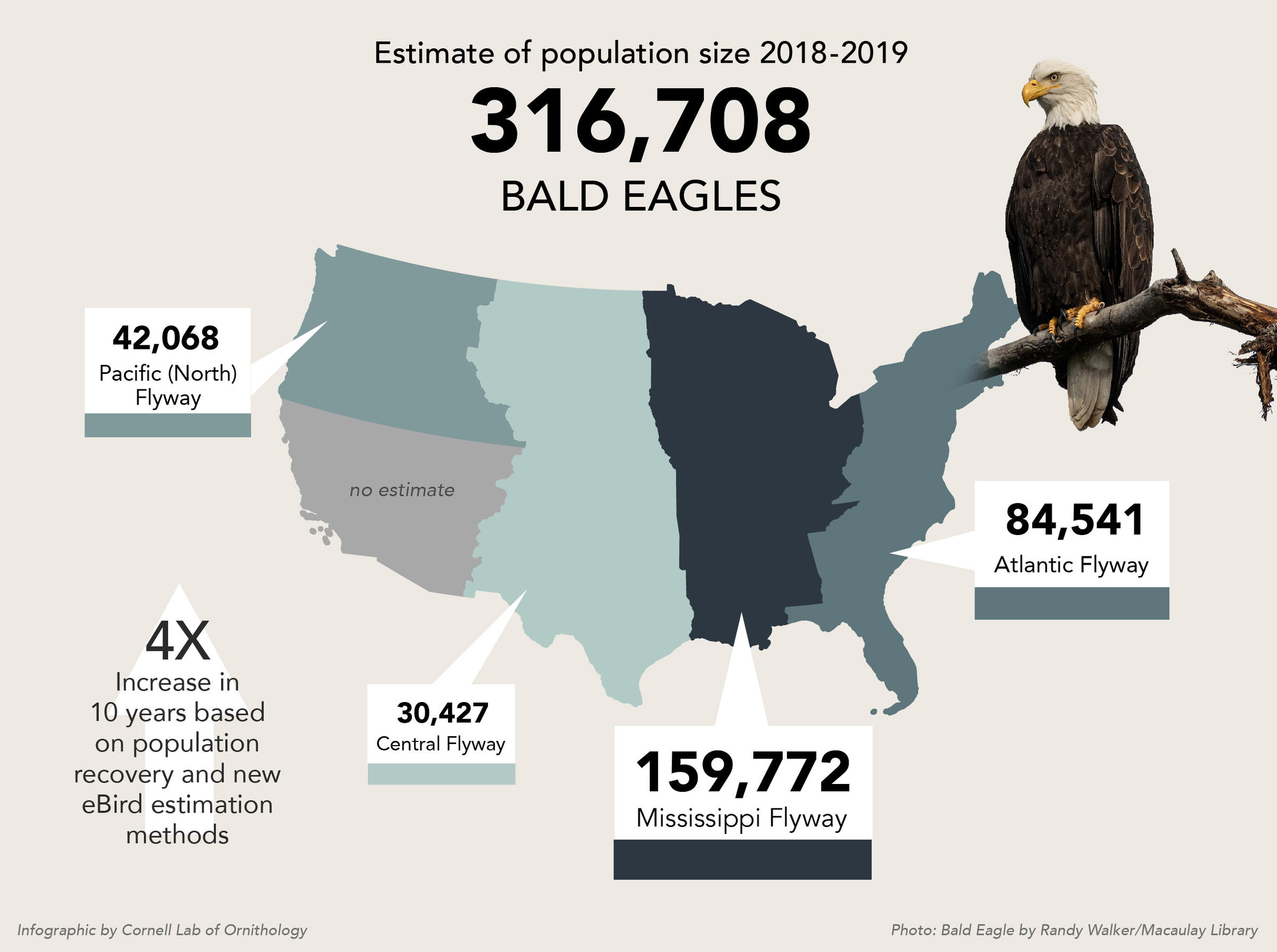 Bald Eagle Population Quadruples in a Decade WVTF