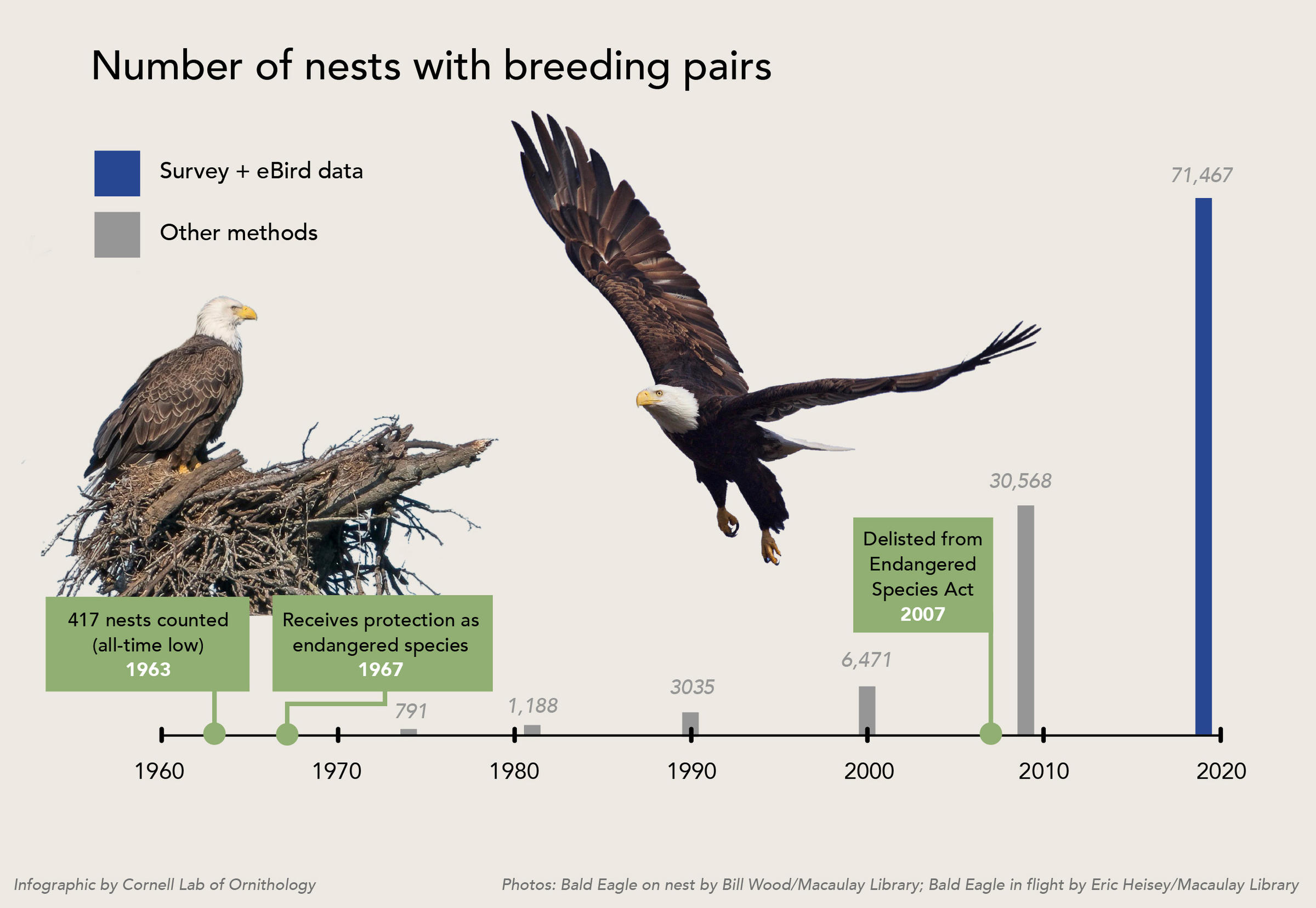 Bald Eagle Population Quadruples in a Decade | WVTF
