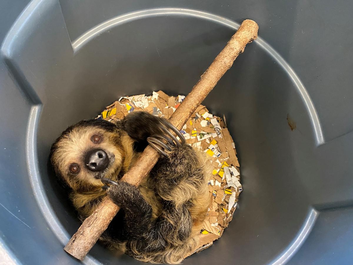 Meet The Cincinnati Zoo's Pregnant Sloth | WVXU