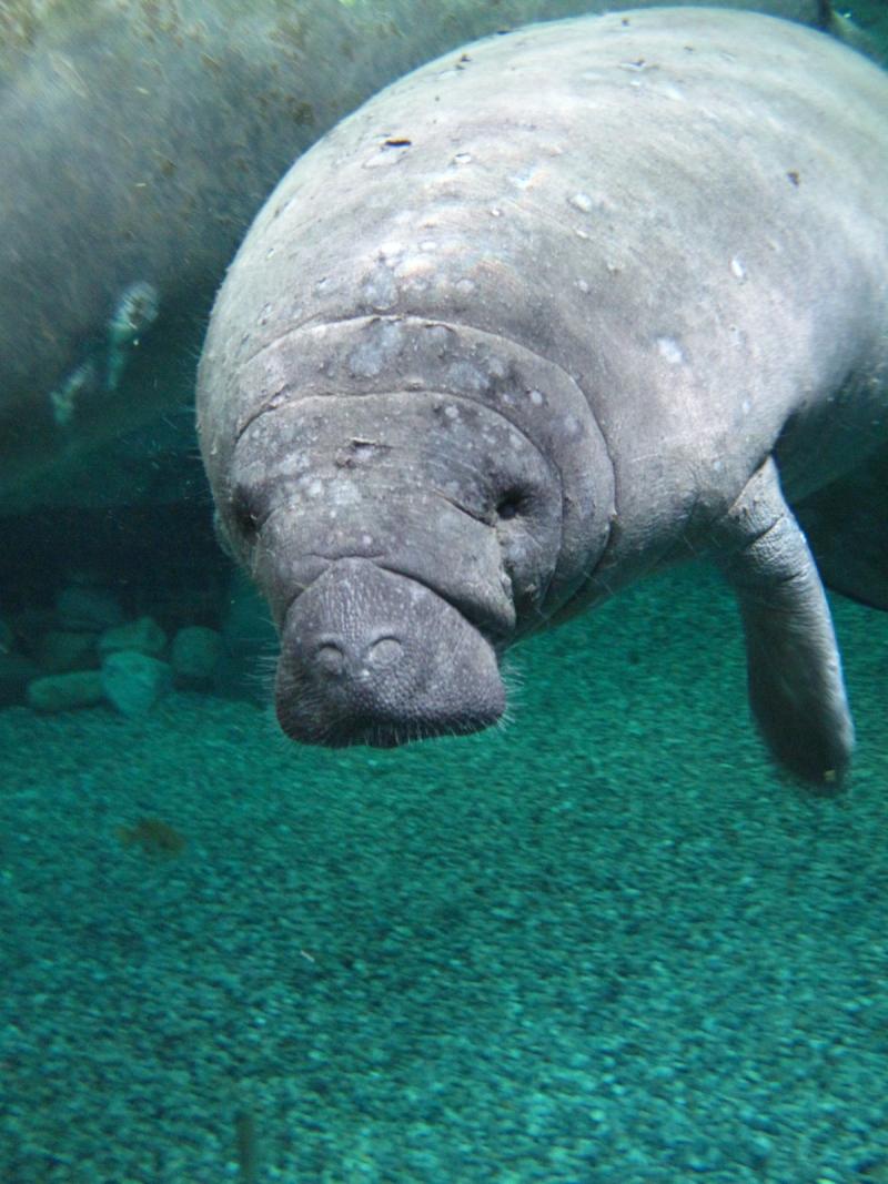 Cincinnati Zoo Welcomes New Manatees, Returns Two To Florida | WVXU