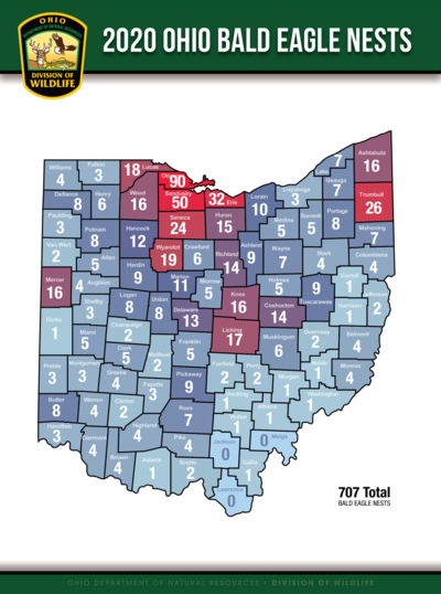 Ohio S Bald Eagle Population Is Soaring Wvxu