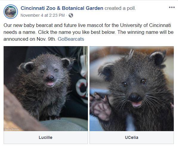 The Name Of The Cincinnati Zoo S Baby Bearcat Is Wvxu