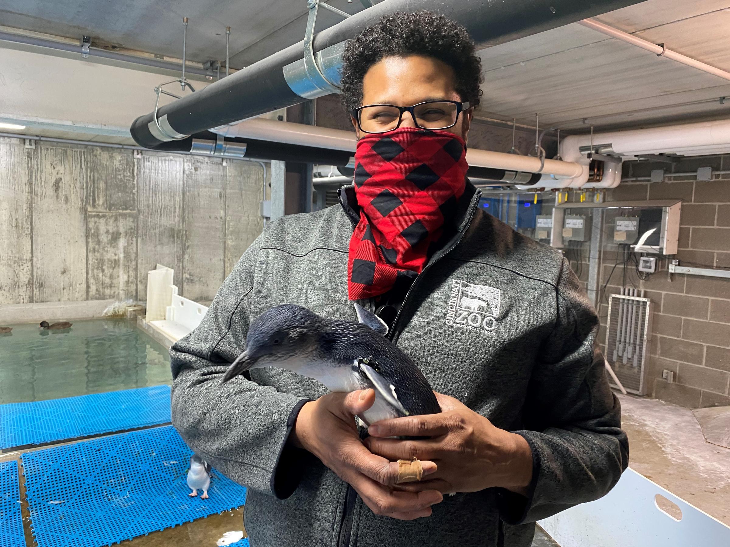 How RFID Is Helping Penguins At The Cincinnati Zoo Swim ...