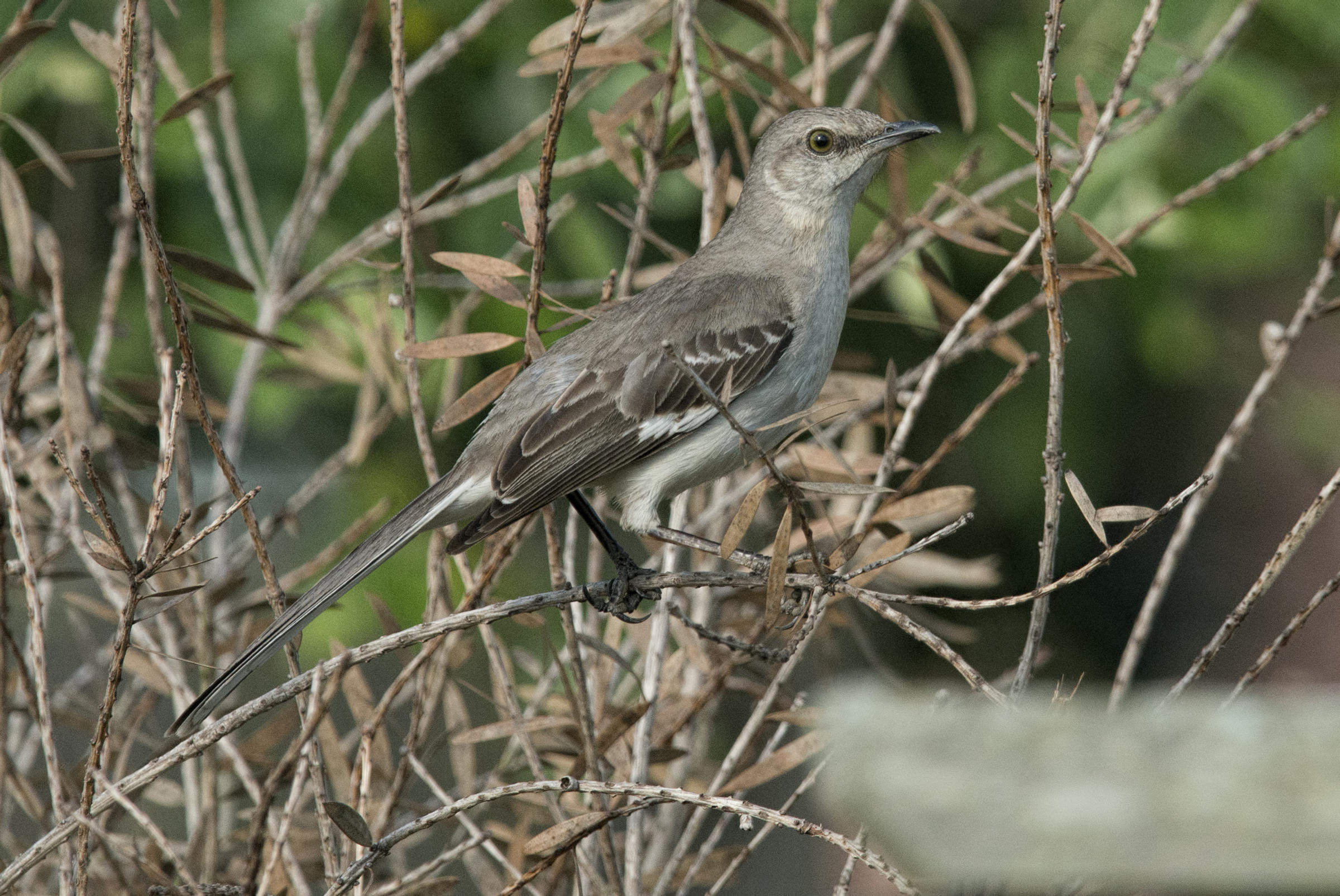 Download Which Came First: The Mockingbird Or The Musician? | WWNO