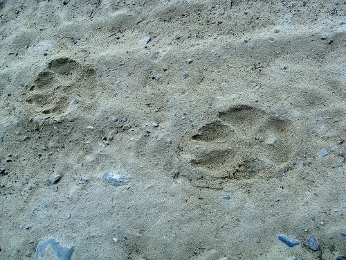 DNR: Calling All Wolf Trackers | WXPR