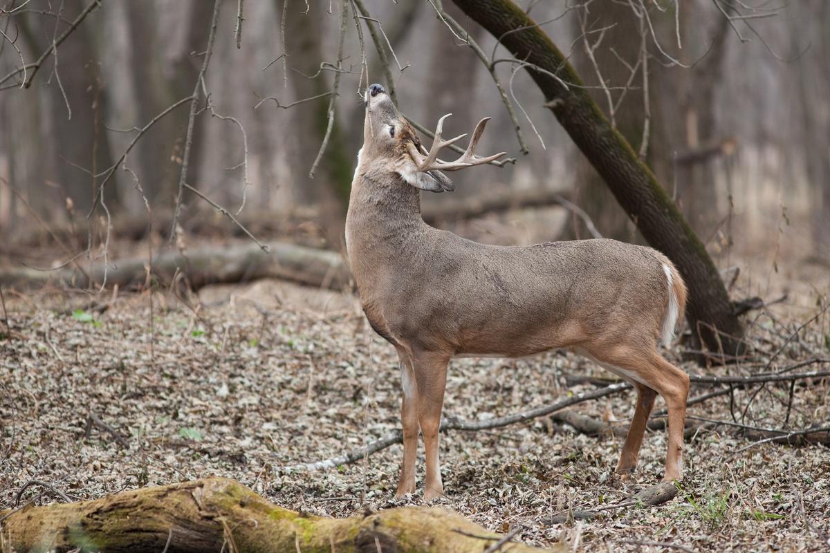 Frisky Deer Mean Crashes, Property Damages, Injuries WXPR