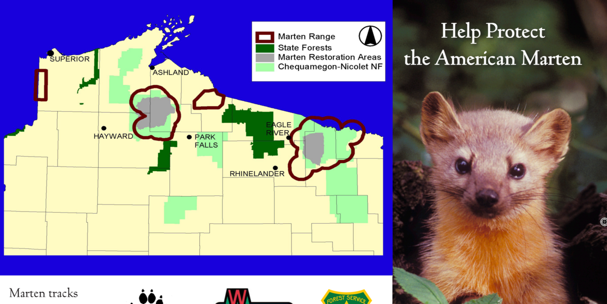 NRB Approves Pine Marten Protection In Apostle Islands WXPR
