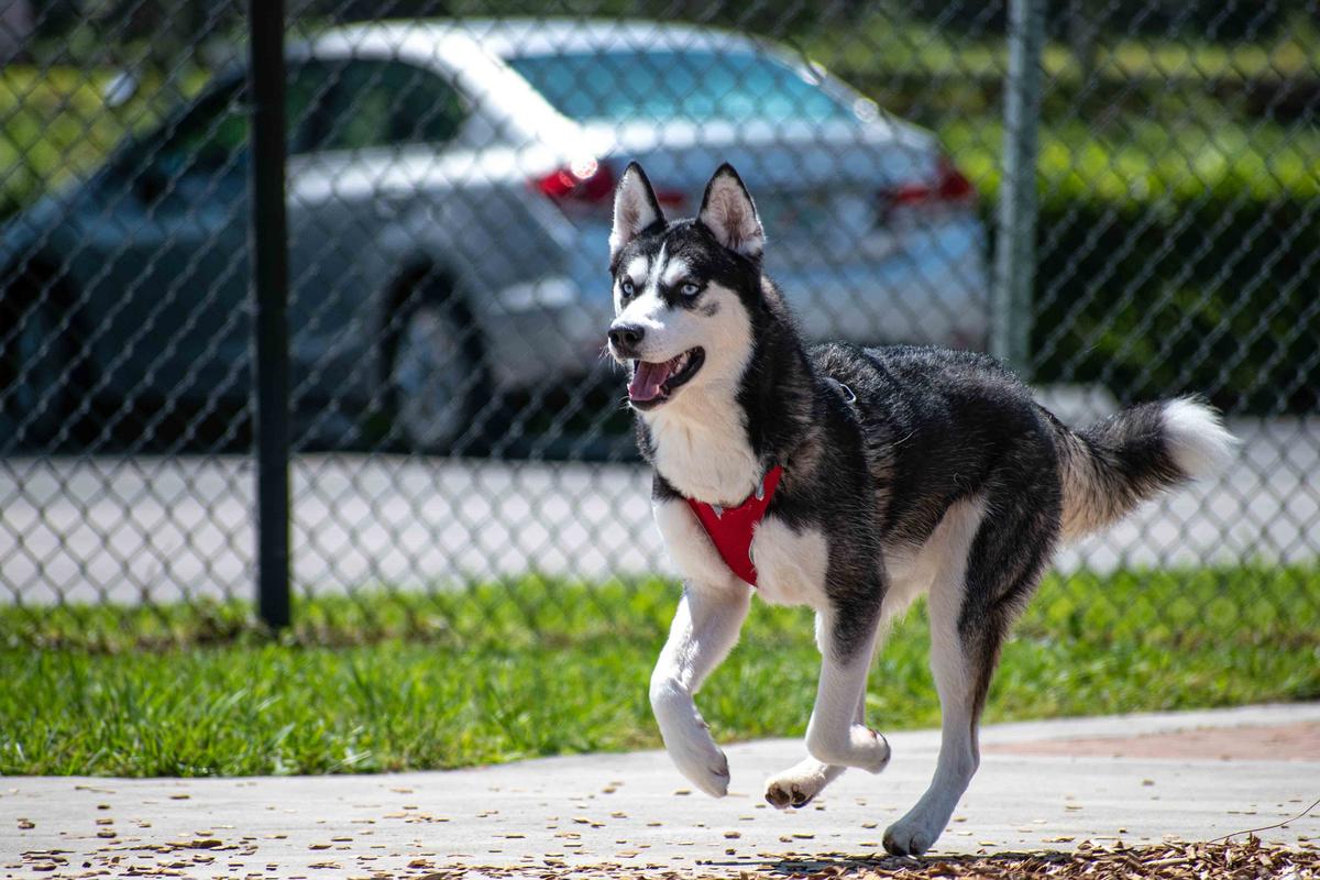 Eagle River Ad Hoc Dog Park Committee Selects Site | WXPR