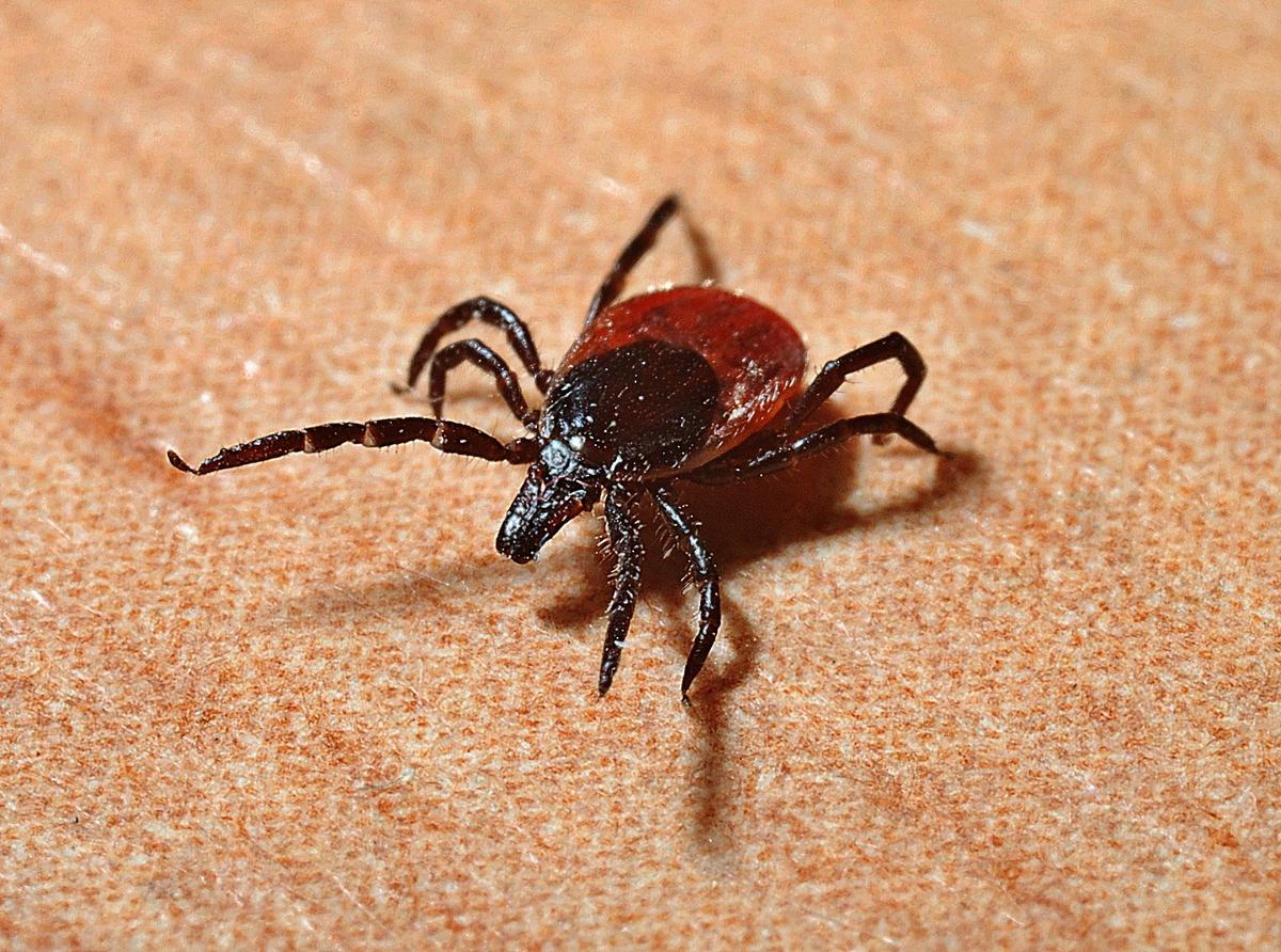 More Ticks, More Chances for Contracting Lyme Disease in Wisconsin WXPR