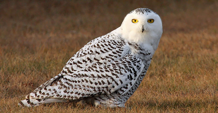 Snowy Owls Return But Biologist Says Enjoy At A Distance | WXPR