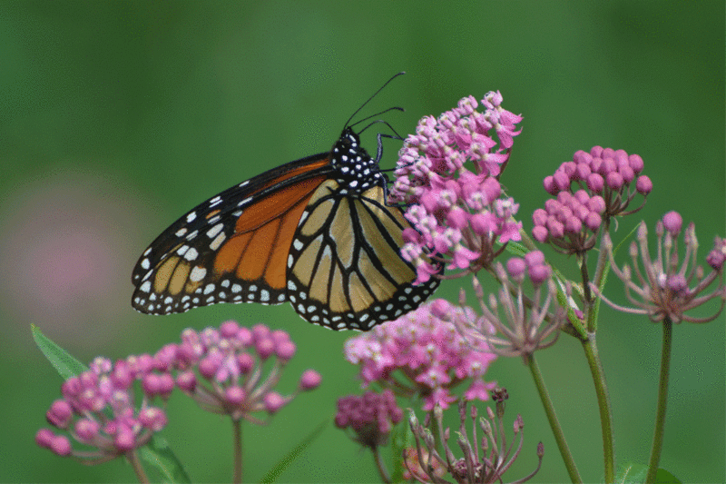 Habitat Loss Leads To Loss Of 90 Percent Of Monarch Butterflies | WXPR
