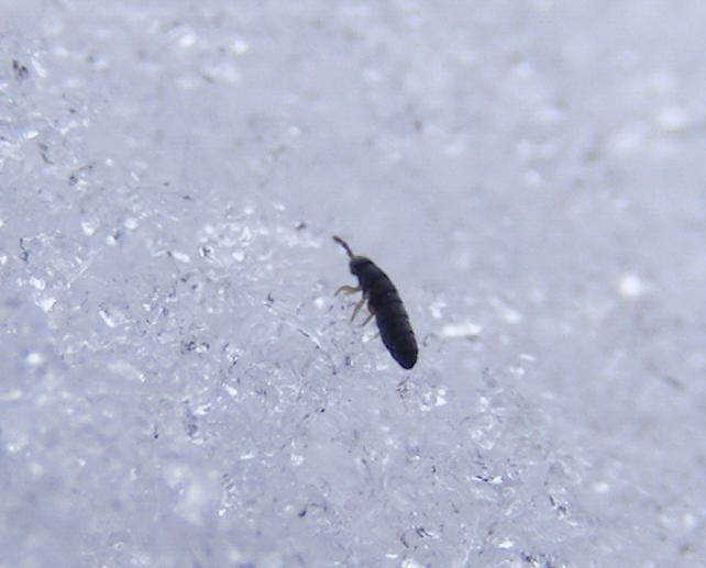 What Are Snow Fleas? WXPR