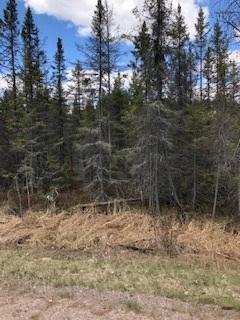 Why Are Tamarack Trees Dying In Northern Wisconsin Wxpr