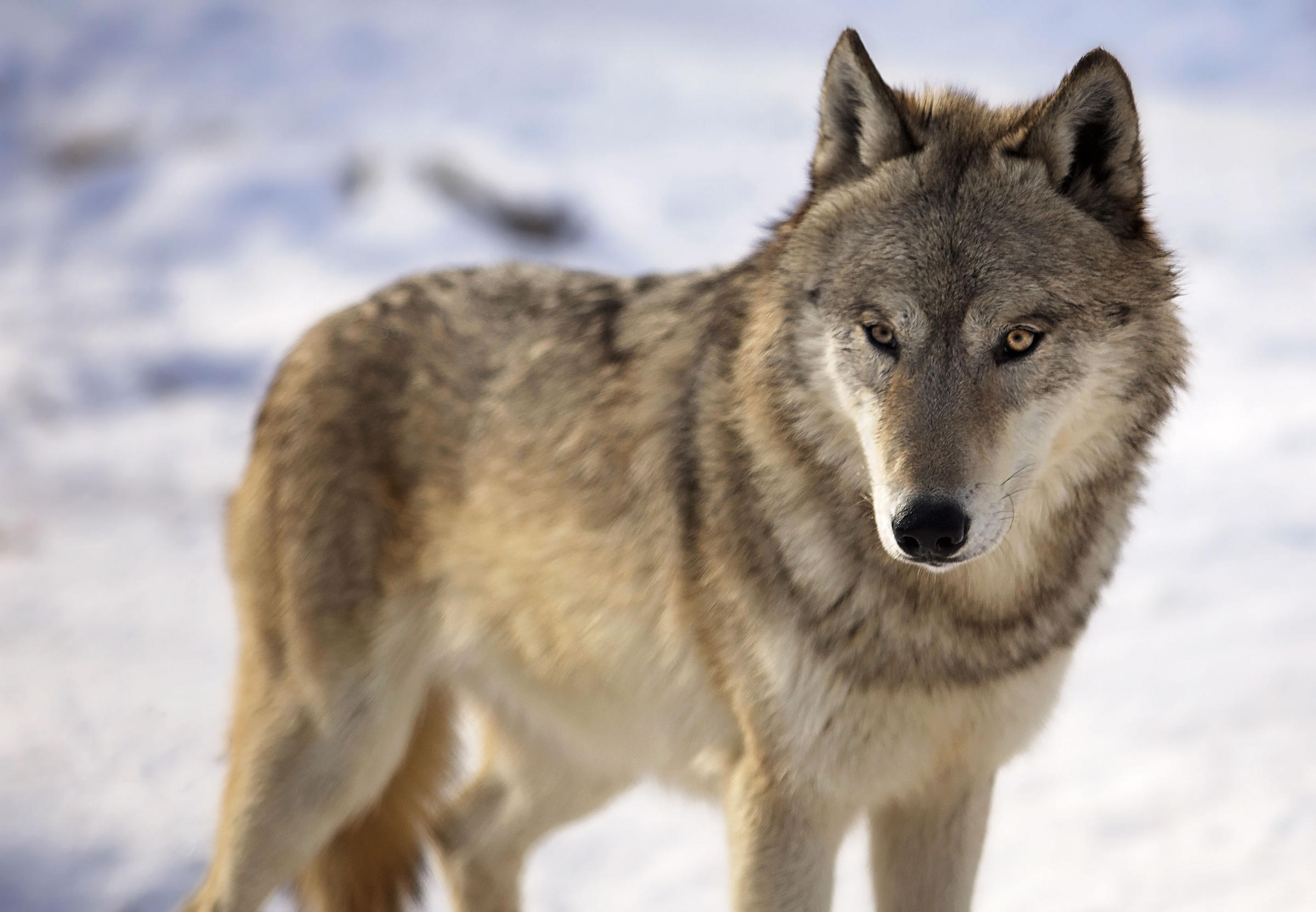 Download Wisconsin Wolf Population Tops 1 100 Tiffany Introduces Legislation To Delist Wolves Wxpr