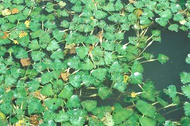 Invasive Weed Discovered In Genesee River Wi News Not To Be Confused With Water Chestnut You Can Canned In A Grocery Diffe Species The European Trapa Natans Is Highly