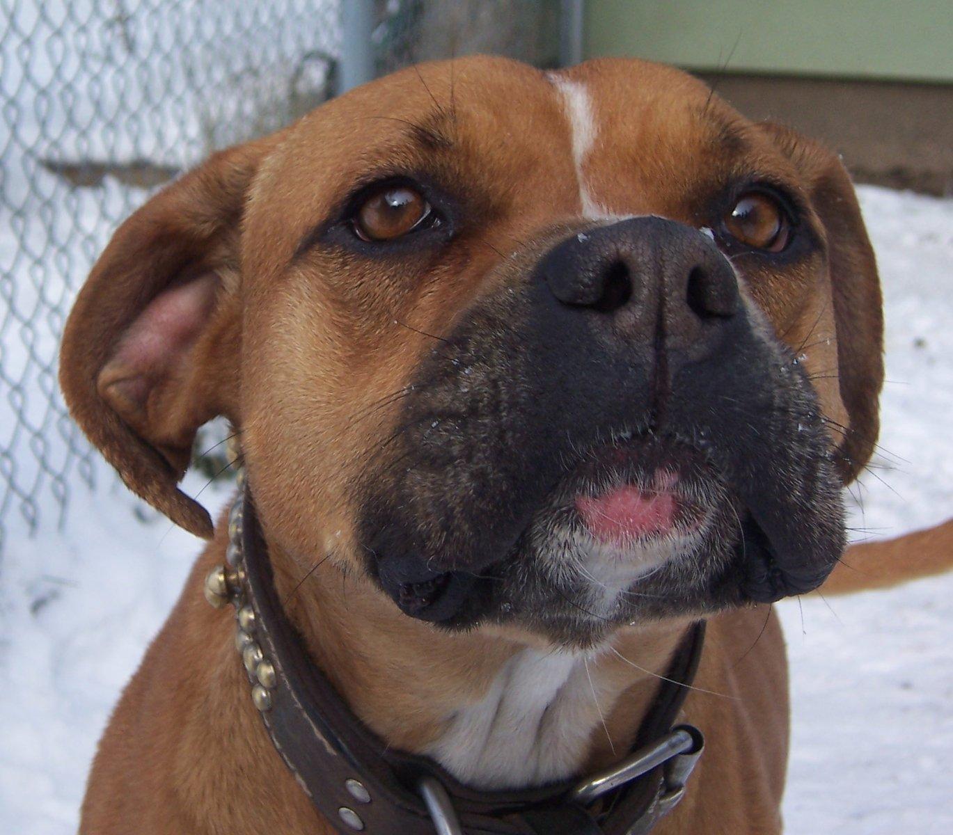 rochester humane society dogs