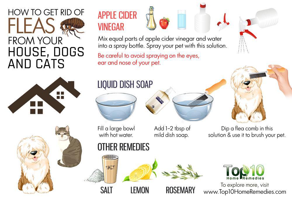 household remedies for fleas