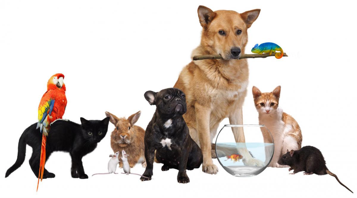 itracking pets itracking pets