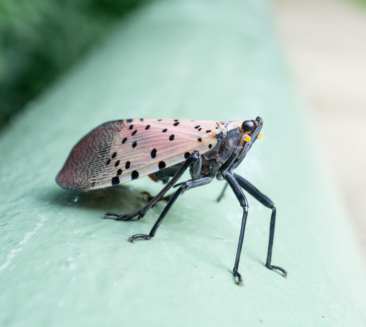 Lanternflies | WYPR