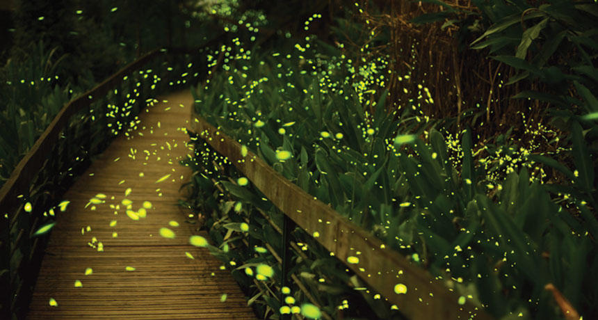 firefliesimage.jpg